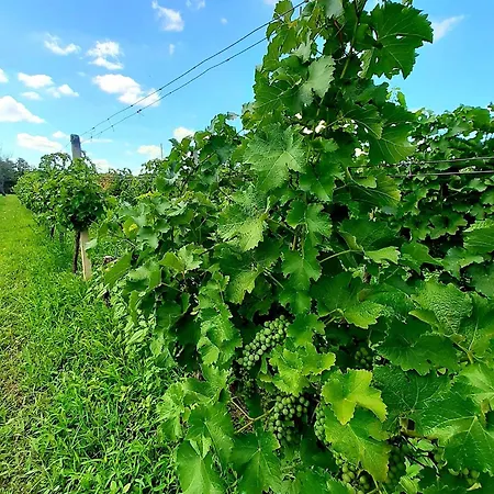 Utulne Chaticky Podyji - - Klimatizovane A Vytapene Havraniky
